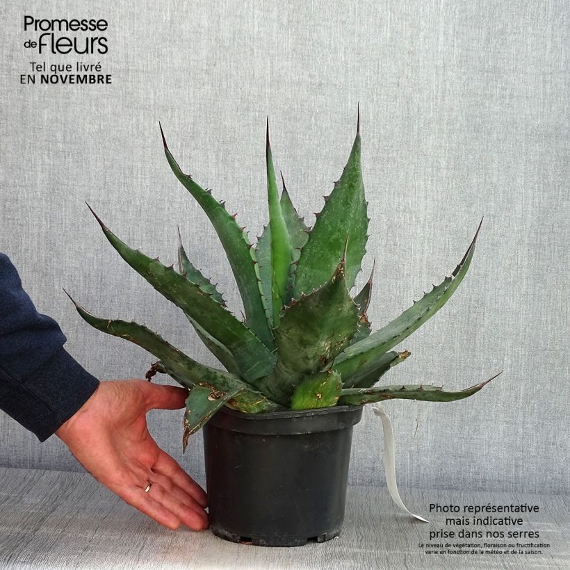 Example of Agave salmiana Topf mit 3L/4L as you get in automne