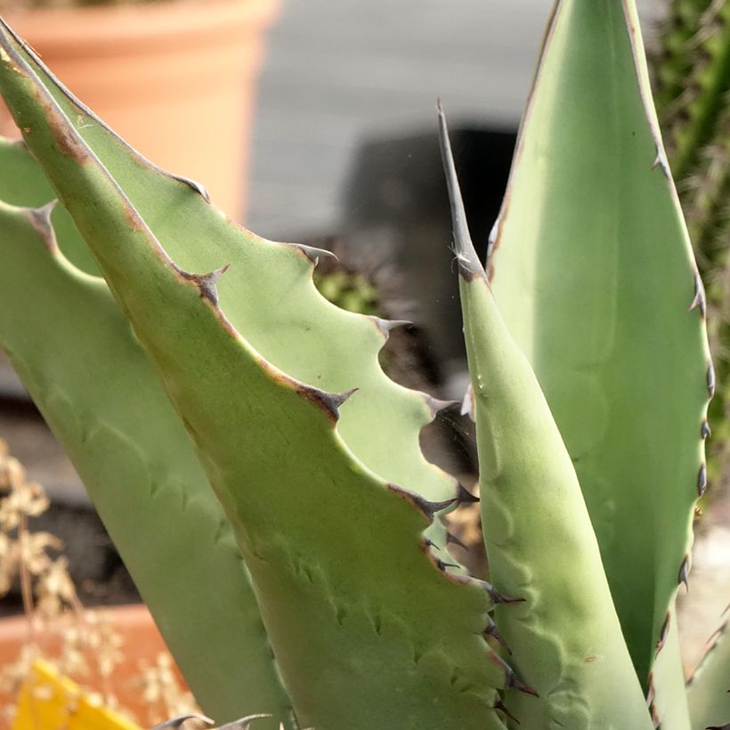 Agave salmiana subsp. crassispina (Laub)