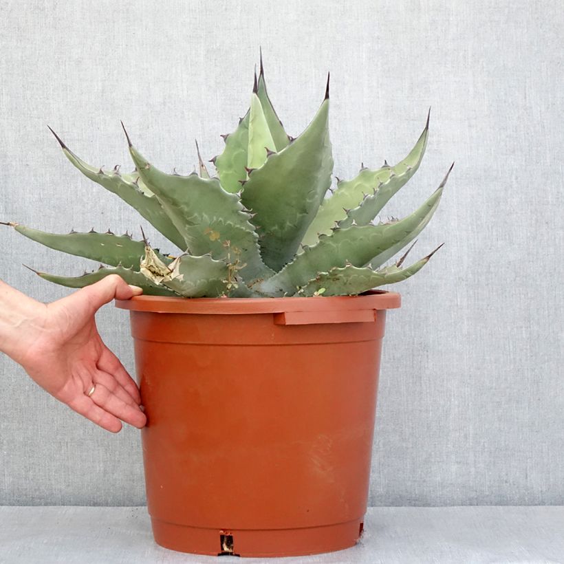 Example of Agave salmiana subsp. crassispina Topf mit 12L/15L as you get in automne