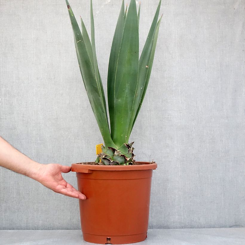 Example of Agave sisalana - Sisal-Agave Topf mit 12L/15L as you get in printemps