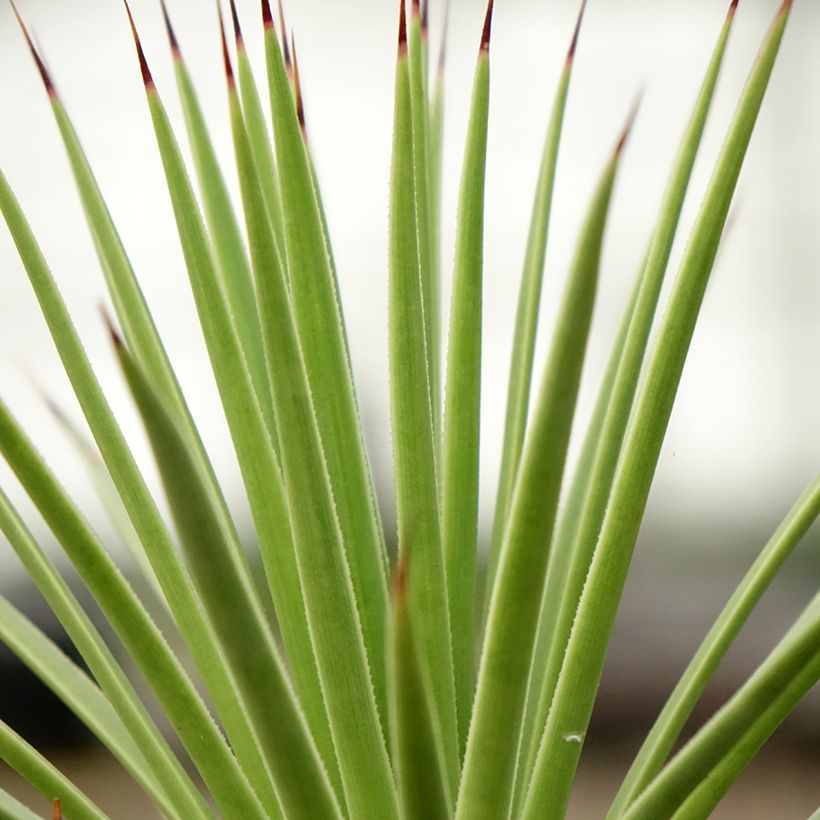 Agave stricta Nana (Laub)
