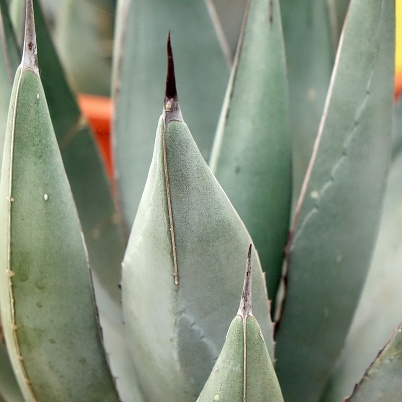 Agave x nigra (Laub)