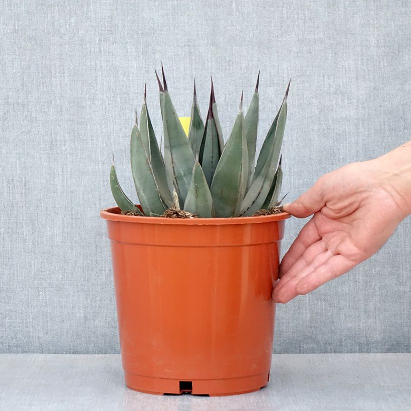 Example of Agave x nigra Topf mit 4L/5L as you get in automne