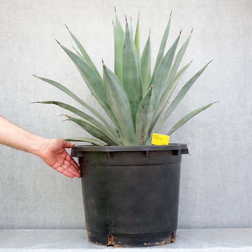 Example of Agave x winteriana Topf mit 30L/35L as you get in automne
