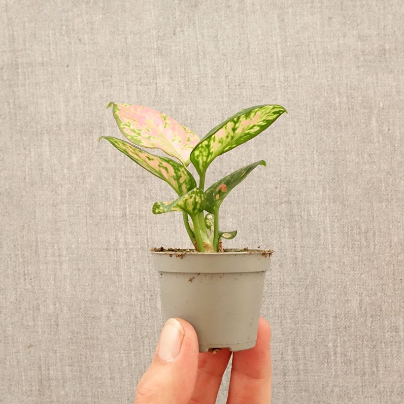 Exemplar von Aglaonema Beauty - Kolbenfaden Mini-Pflanze wie im Frühjahr geliefert