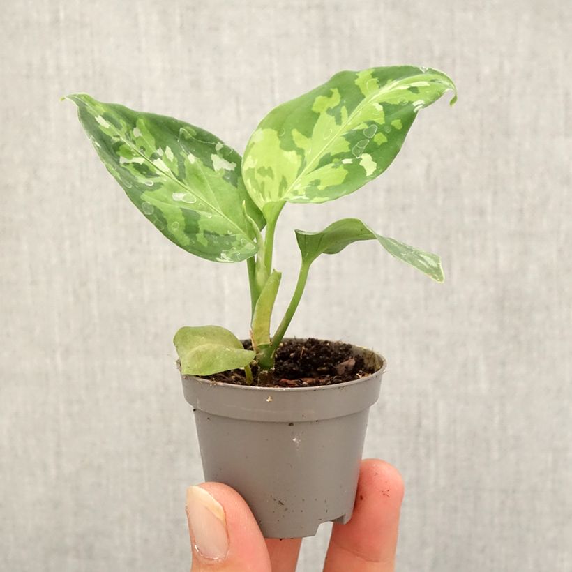 Exemplar von Aglaonema pictum Tricolor - Kolbenfaden Mini-plante wie im Herbst geliefert