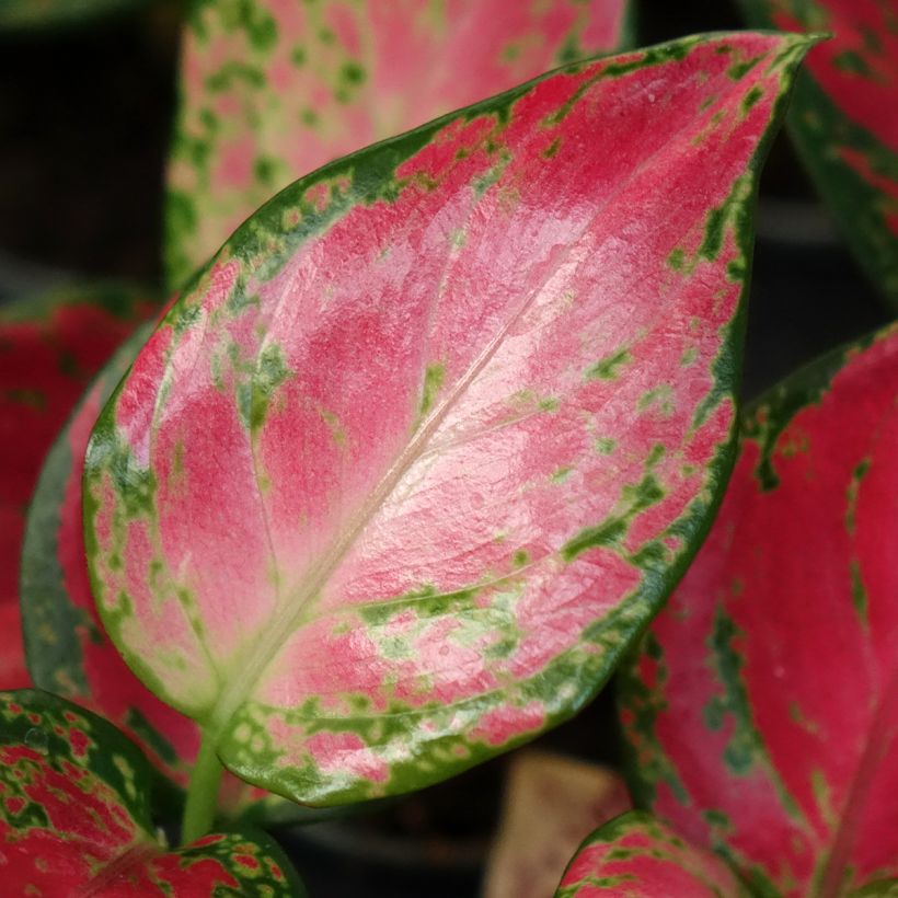 Aglaonema Red Dragon (Laub)