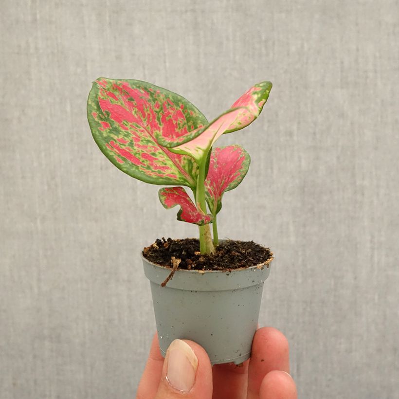 Exemplar von Aglaonema Red Valentine - Kolbenfaden Mini-plante wie im Herbst geliefert