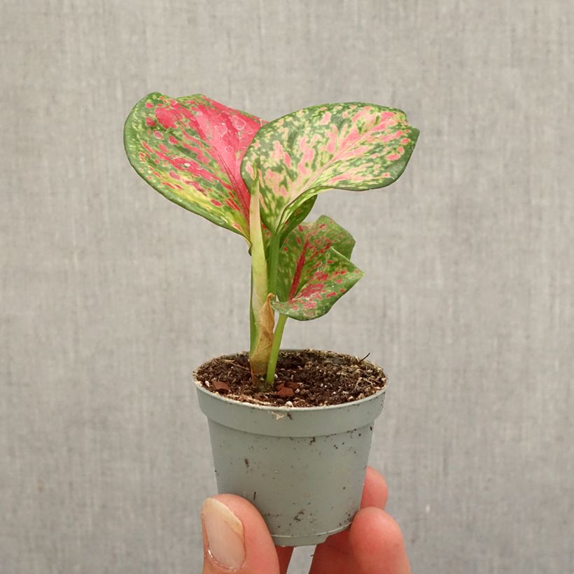 Exemplar von Aglaonema Red Zircon Mini-plante wie im Herbst geliefert