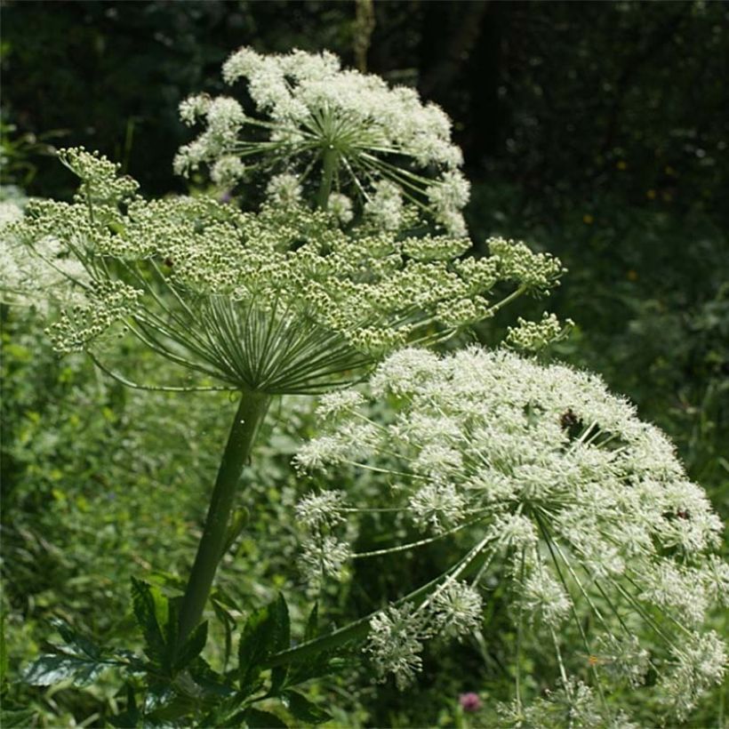 Peucedanum ostruthium Daphnis - Meisterwurz (Flowering)