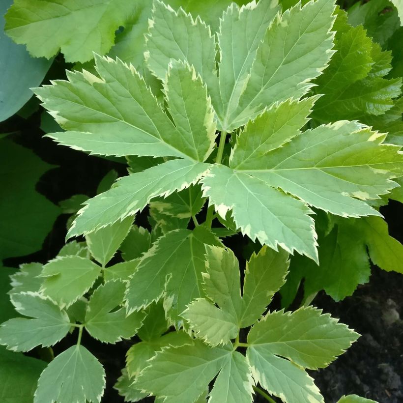 Peucedanum ostruthium Daphnis - Meisterwurz (Foliage)