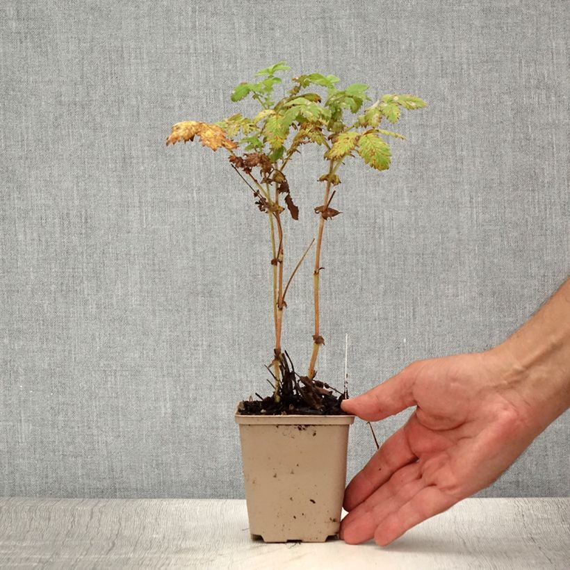 Exemplar von Agrimonia eupatoria Alba - Gemeiner Odermennig Kleine Töpfe von 8/9 cm wie im Sommer geliefert