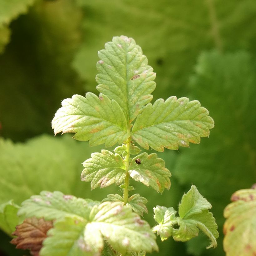 Agrimonia eupatoria Alba - Gemeiner Odermennig (Foliage)