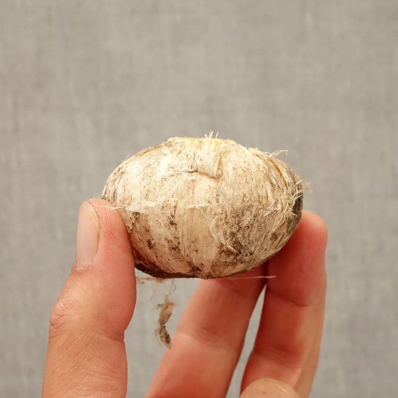 Example of Allium Lucy Ball - Zierlauch Zwiebel size 16/18 as you get in automne