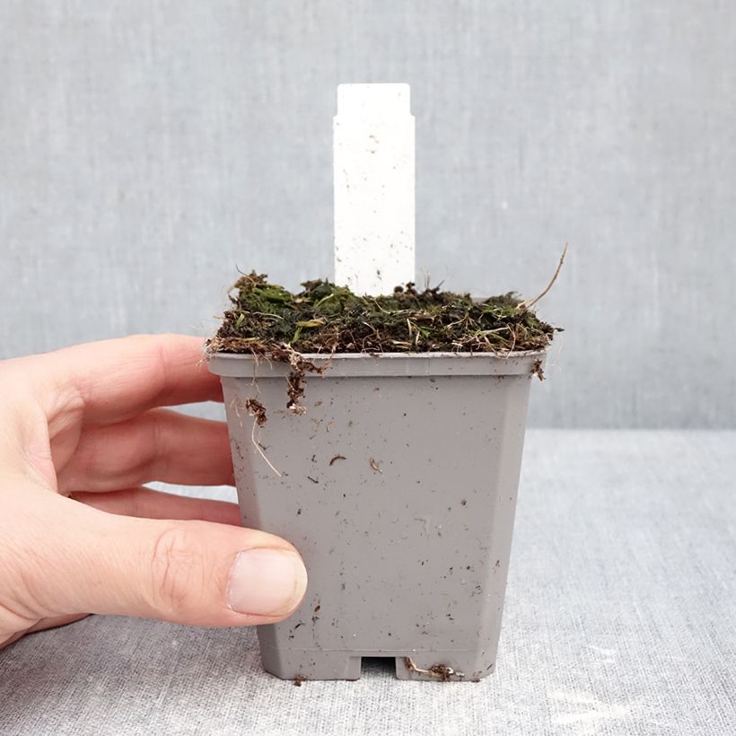 Exemplar von Allium aflatunense Purple Sensation - Zierlauch Kleine Töpfe von 8/9 cm Kaliber/Größe 14+ wie im Winter geliefert