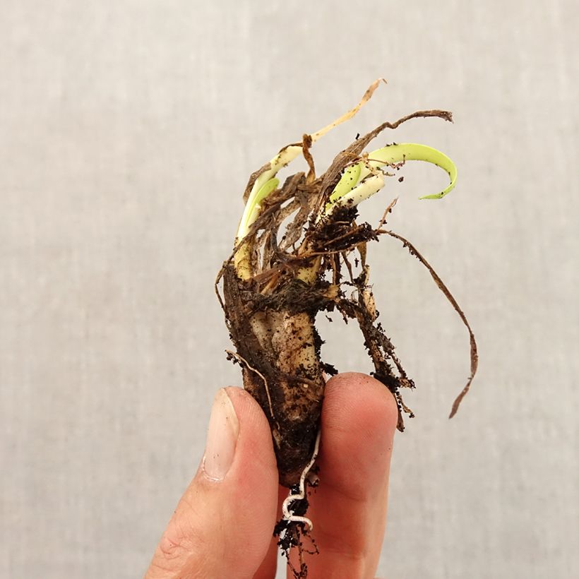 Example of Allium angulosum - Kanten-Lauch Zwiebel size I as you get in automne