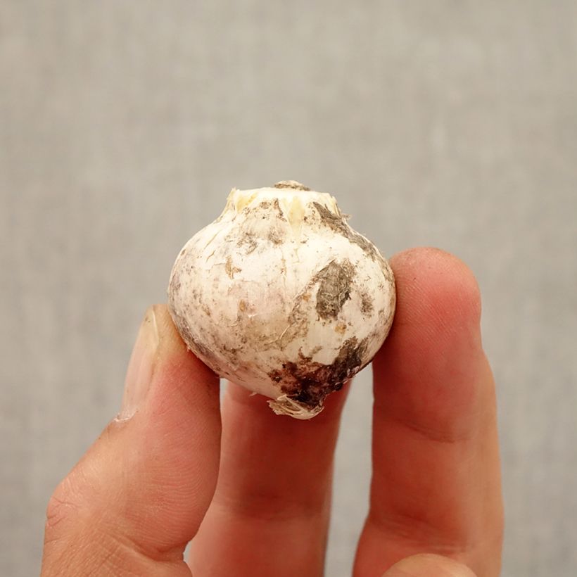 Example of Allium atropurpureum - Zierlauch Zwiebel size 8+ as you get in automne