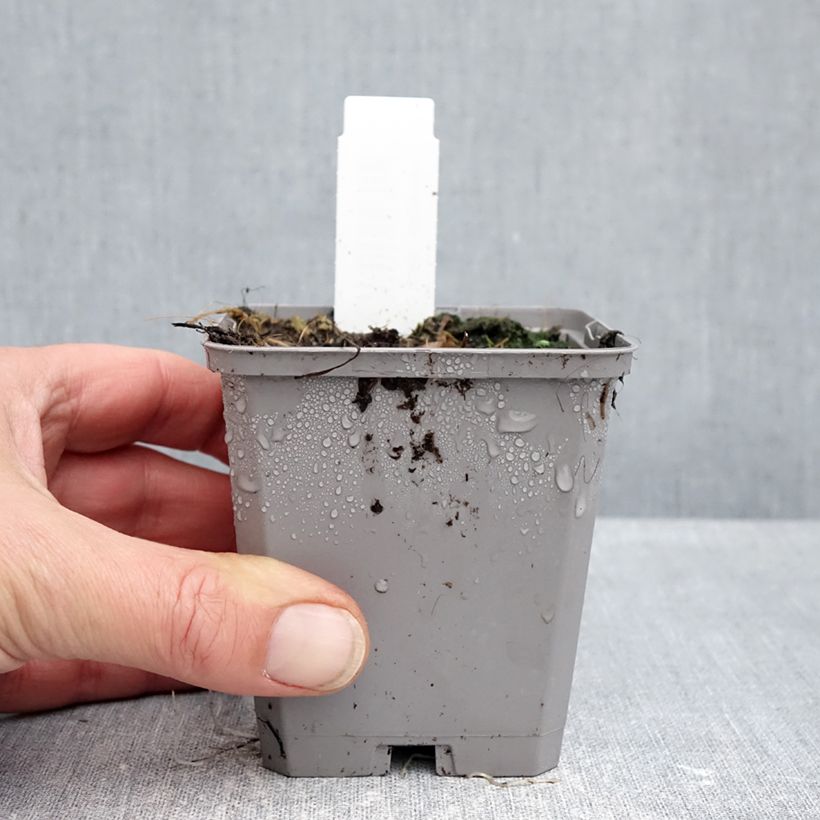 Exemplar von Allium atropurpureum - Zierlauch Kleine Töpfe von 8/9 cm Kaliber/Größe 8+ wie im Herbst geliefert