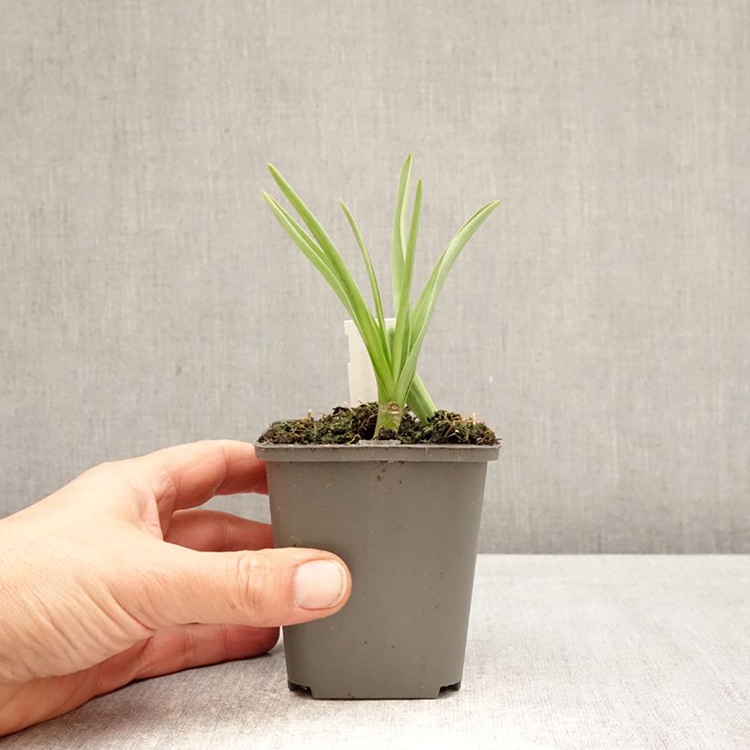 Exemplar von Allium atropurpureum - Zierlauch Kleine Töpfe von 8/9 cm Kaliber/Größe 8+ wie im Frühjahr geliefert