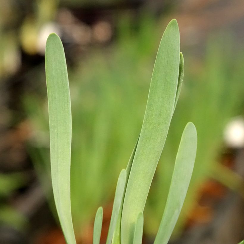 Allium Bubble Bath - Zierlauch (Foliage)