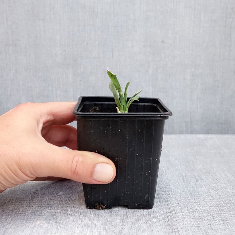 Exemplar von Allium Bubble Bath - Zierlauch Kleine Töpfe von 8/9 cm wie im Herbst geliefert