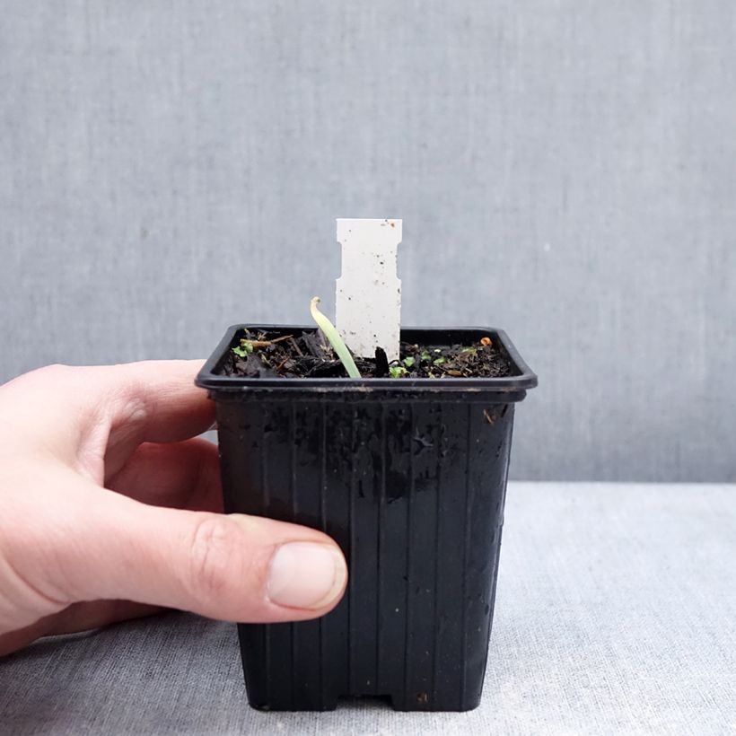 Exemplar von Allium Bubble Bath - Zierlauch Kleine Töpfe von 8/9 cm wie im Winter geliefert