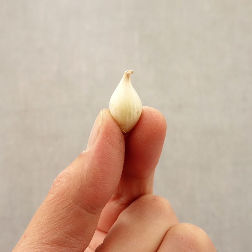 Example of Allium caesium - Blaulauch Zwiebel size 5+ as you get in automne