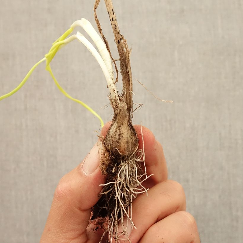 Example of Allium carinatum subsp. pulchellum Album - Zierlauch Zwiebel size I as you get in automne