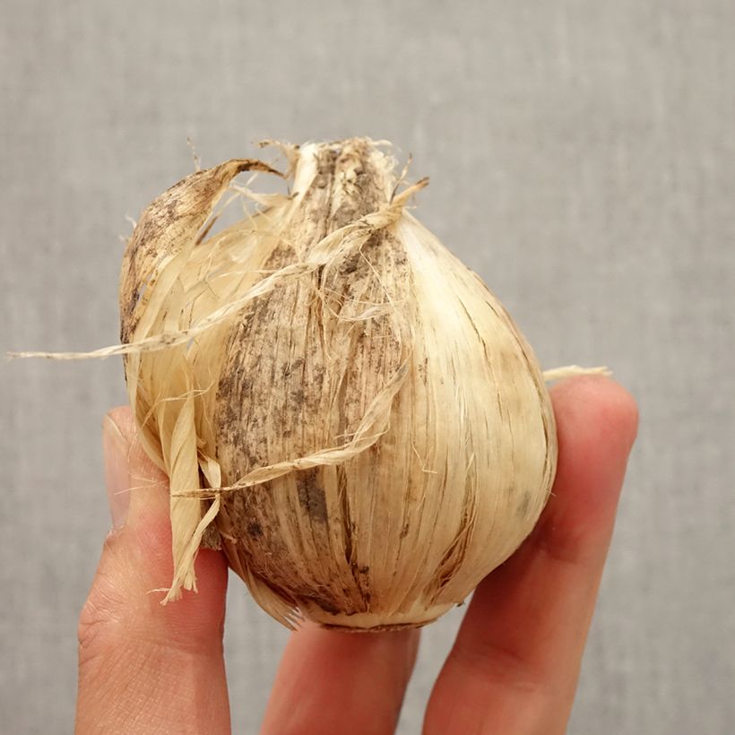 Example of Allium giganteum - Riesen-Lauch Zwiebel size 20+ as you get in automne