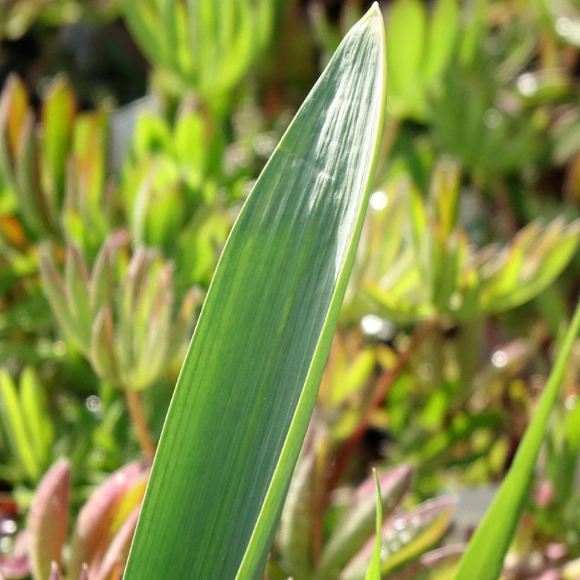 Allium Gladiator - Zierlauch (Laub)