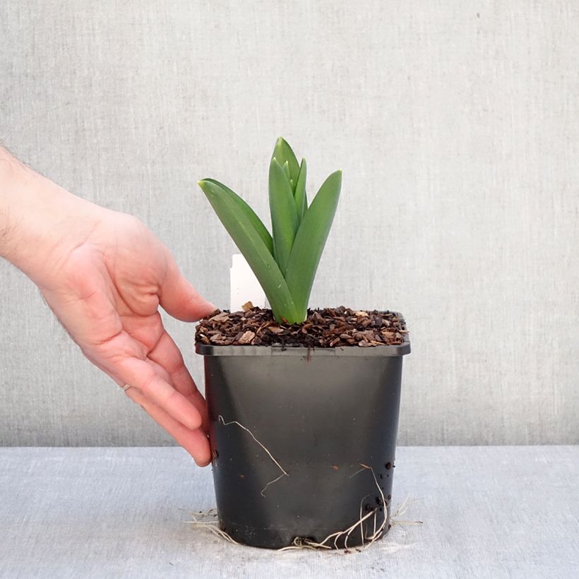 Exemplar von Allium Gladiator - Zierlauch Topf mit 2L/3L Kaliber/Größe 18 wie im Winter geliefert