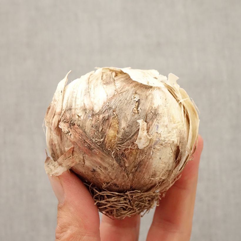 Example of Allium Globemaster - Zierlauch Zwiebel as you get in automne