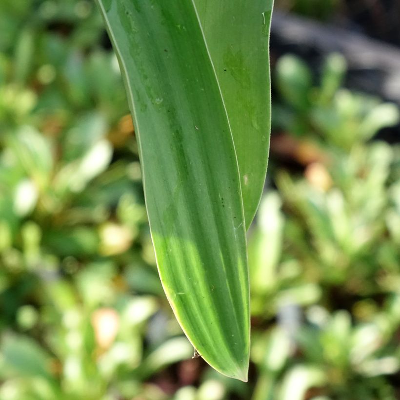 Allium Globemaster - Zierlauch (Laub)