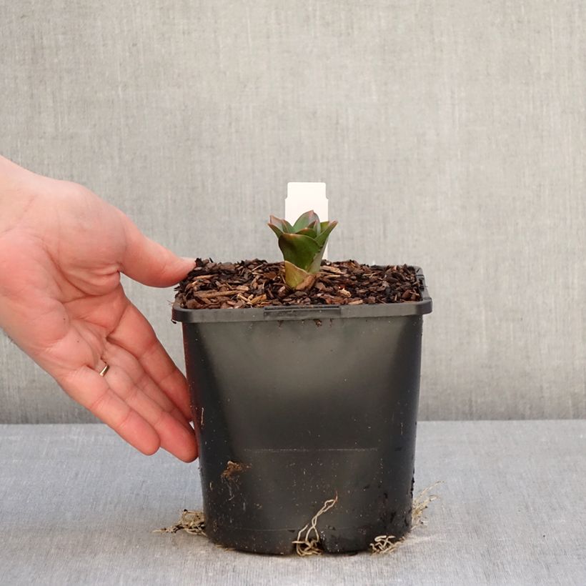 Exemplar von Allium Globemaster - Zierlauch Topf mit 2L/3L wie im Winter geliefert