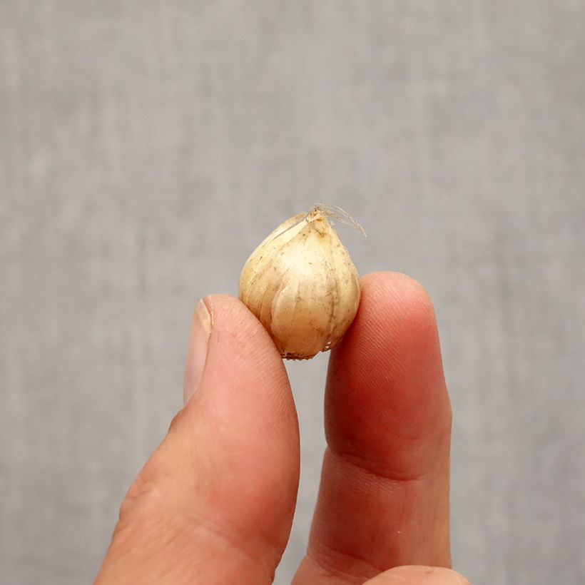 Example of Allium vineale Hair - Weinberglauch Zwiebel size 5+ as you get in automne