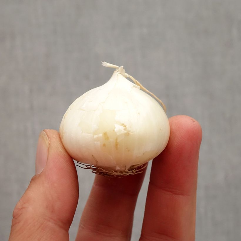 Example of Allium karataviense - Blauzungen-Lauch Zwiebel size 10+ as you get in automne