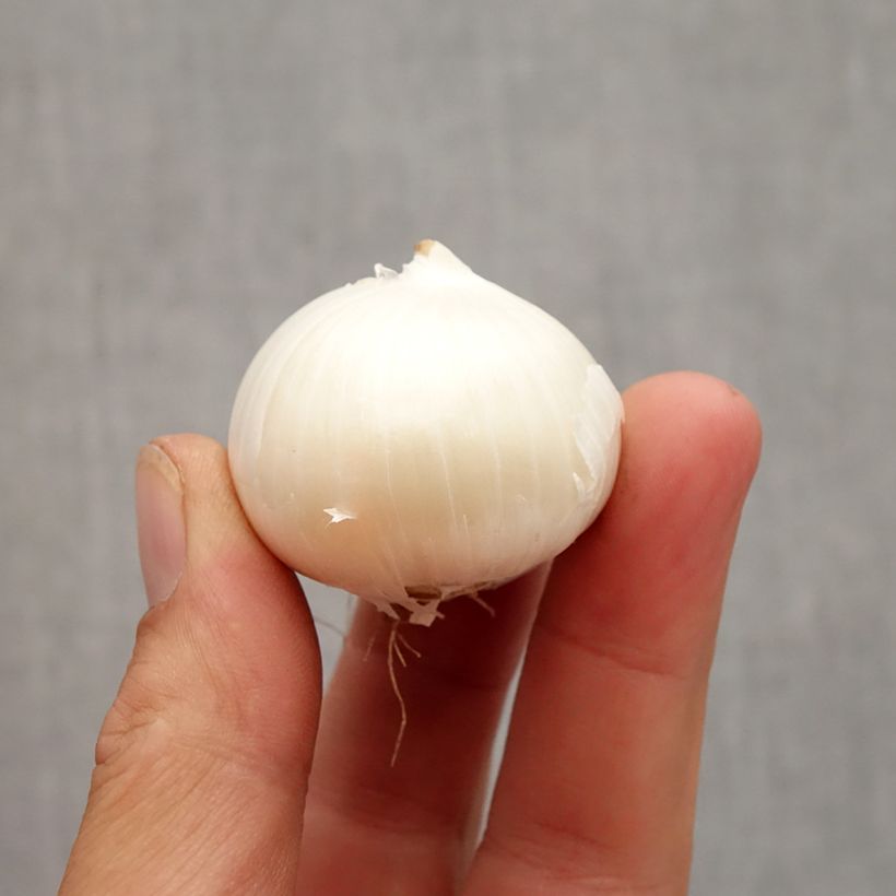Example of Allium karataviense Ivory Queen - Blauzungen-Lauch Zwiebel size 12+ as you get in automne