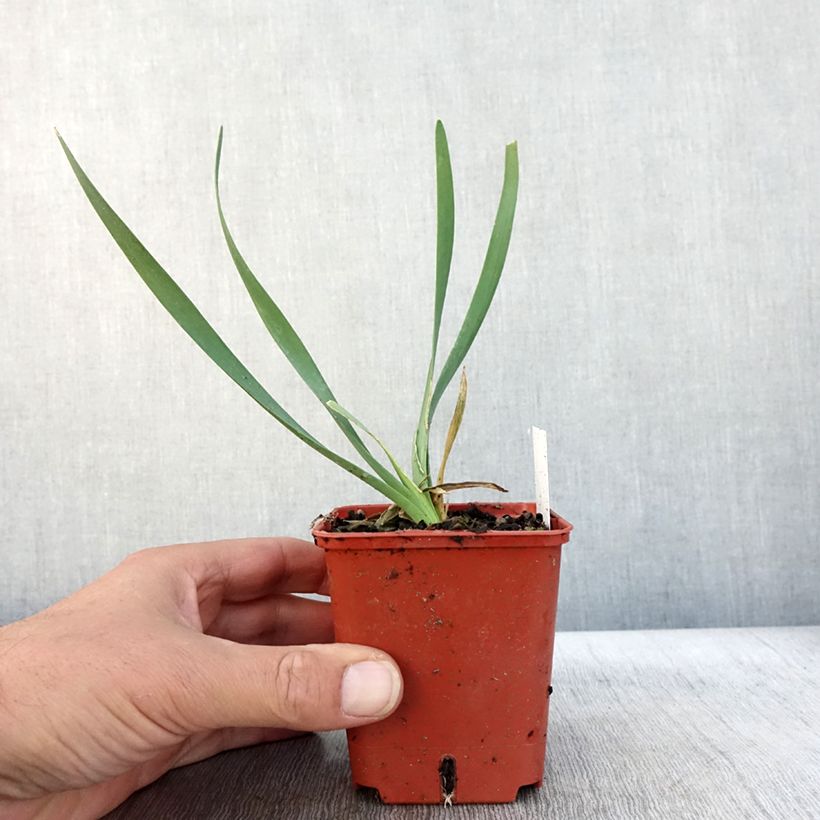 Exemplar von Allium Lavender Bubbles - Zierlauch Kleine Töpfe von 8/9 cm wie im Herbst geliefert