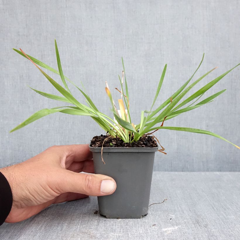 Exemplar von Allium Lavender Bubbles - Zierlauch Kleine Töpfe von 8/9 cm wie im Herbst geliefert