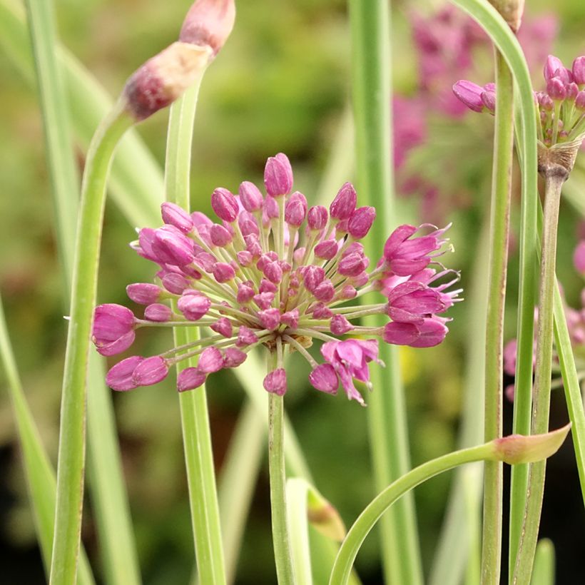Allium Lavender Bubbles - Zierlauch (Flowering)