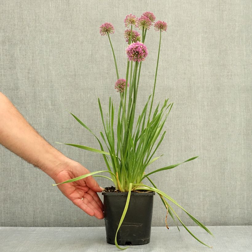 Exemplar von Ail d'ornement - Allium Lavender Bubbles Pot de 2L/3L wie im Sommer geliefert
