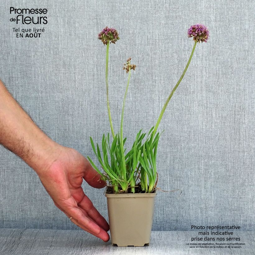 Example of Allium Little Sapphire - Zierlauch Kleine Töpfe von 8/9 cm as you get in ete