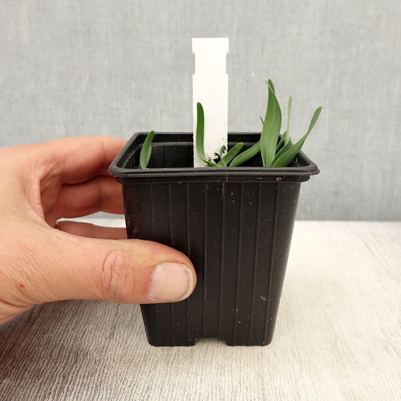 Exemplar von Allium Little Sapphire - Zierlauch Kleine Töpfe von 8/9 cm wie im Frühjahr geliefert