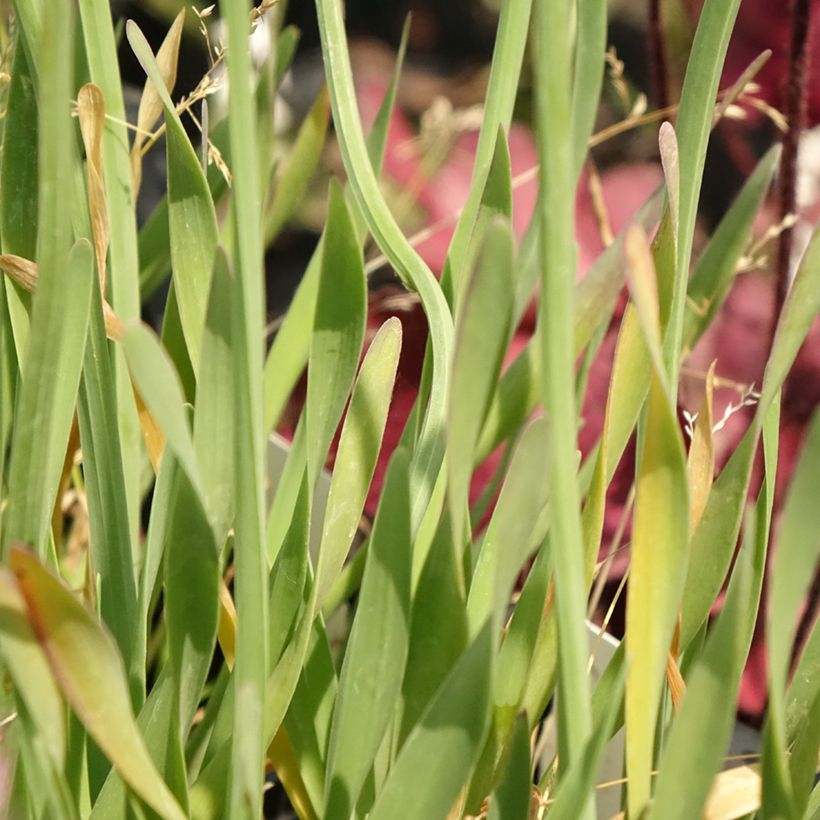 Allium Little Sapphire - Zierlauch (Foliage)