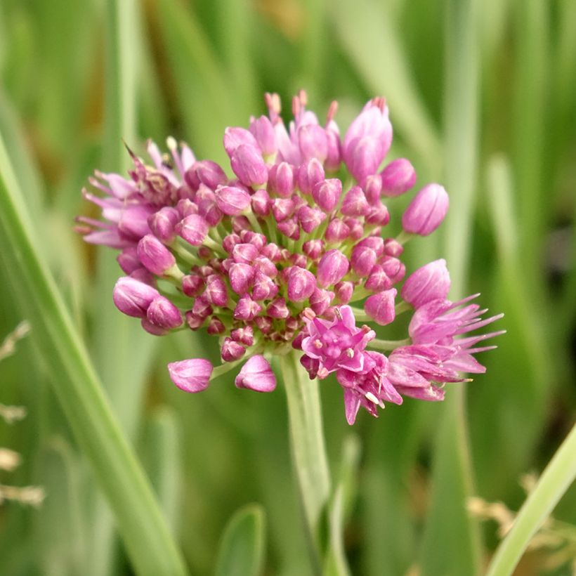 Allium Little Sapphire - Zierlauch (Flowering)