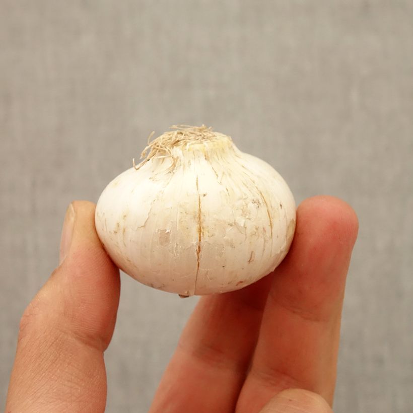 Example of Allium macleanii - Zierlauch Zwiebel size 20+ as you get in automne