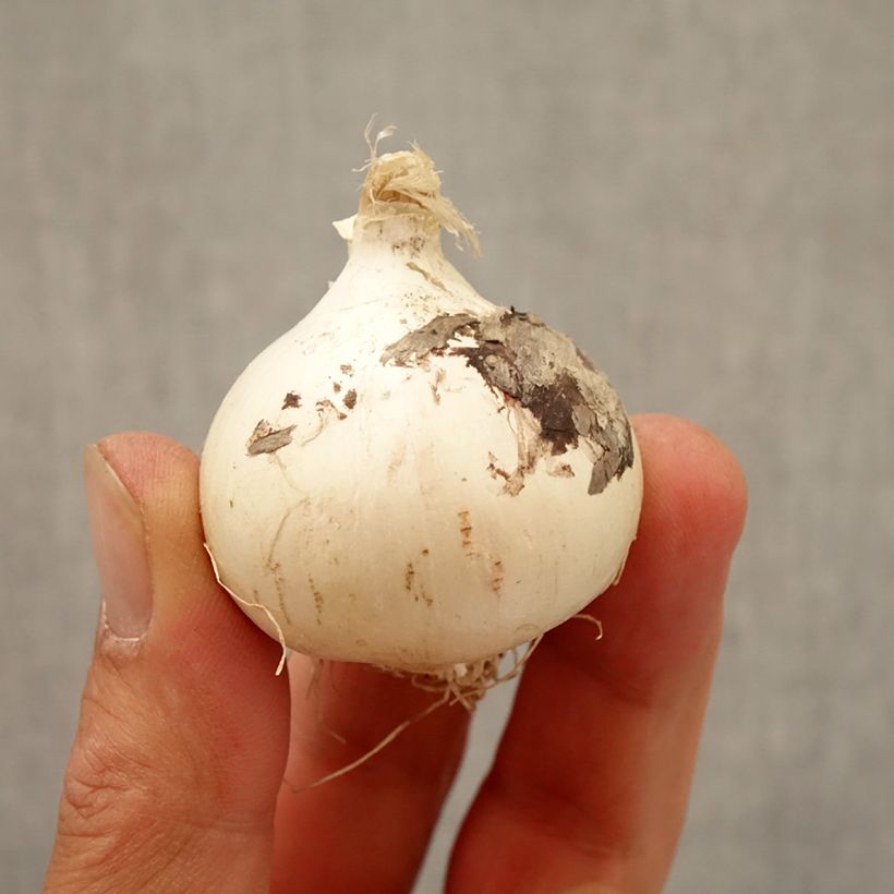 Example of Allium schubertii Magic - Schuberts Lauch Zwiebel size 10+ as you get in automne