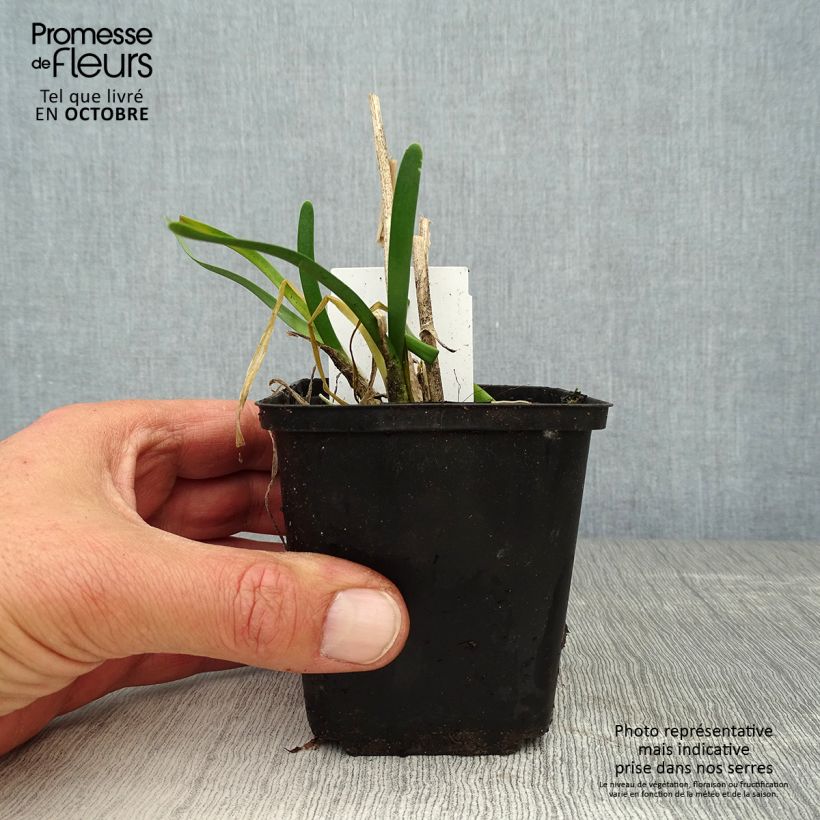 Example of Allium Millenium - Zierlauch Kleine Töpfe von 8/9 cm as you get in automne