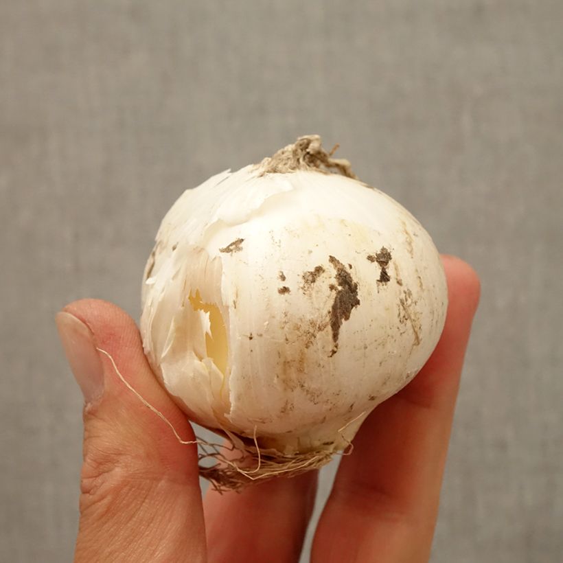 Example of Allium Mont Blanc - Zierlauch Zwiebel as you get in automne