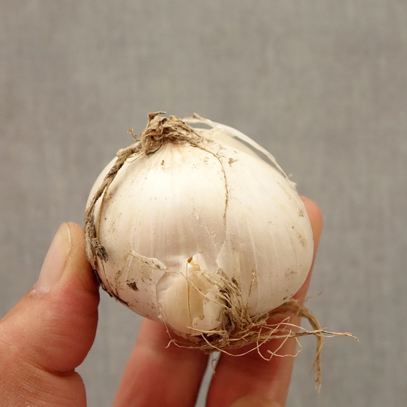 Example of Allium stipitatum Mount Everest - Zierlauch Zwiebel size 20+ as you get in automne